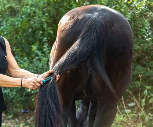 person grooming horse tail