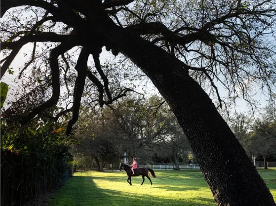 person riding a freshly groomed horse