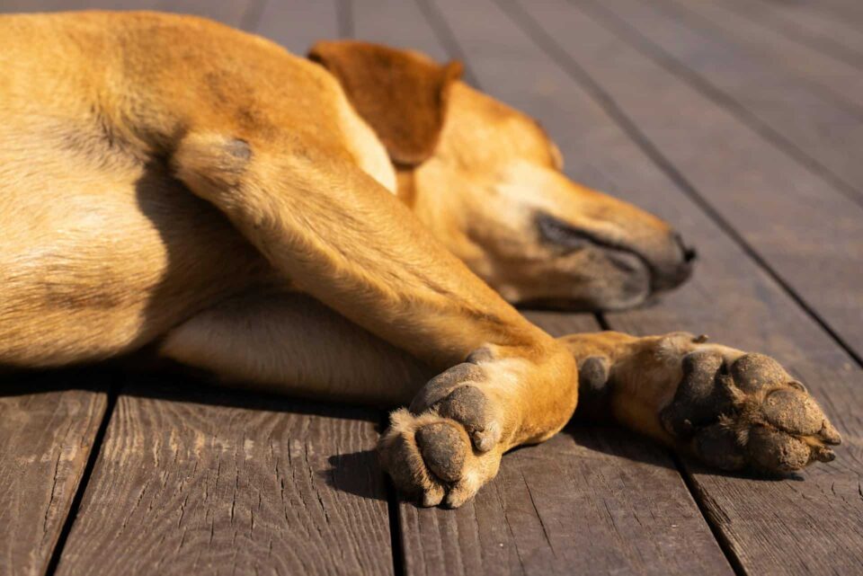 brown dog lying down on wooden floor