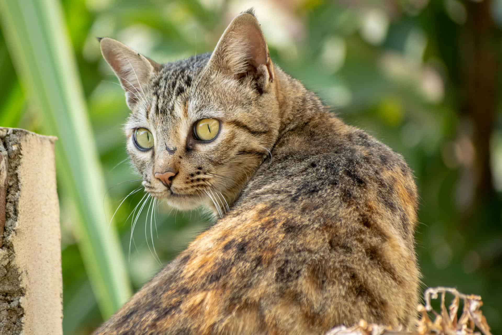 Cat sitting calmly, representing understanding cat urination frequency and its factors for health monitoring