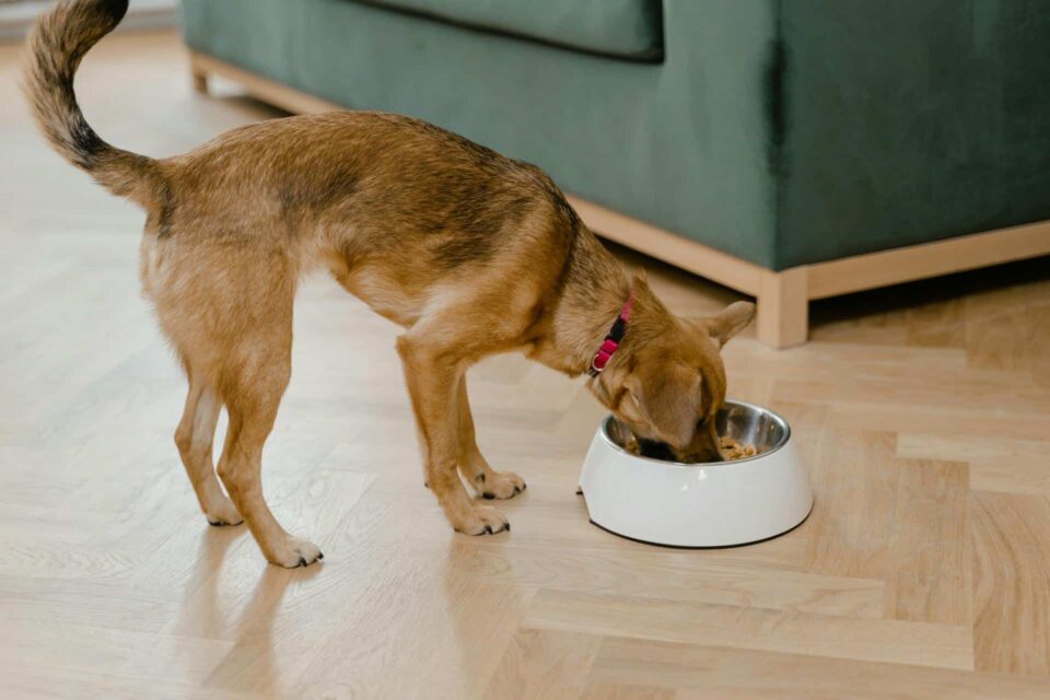 preventing dog odor through diet and nutrition