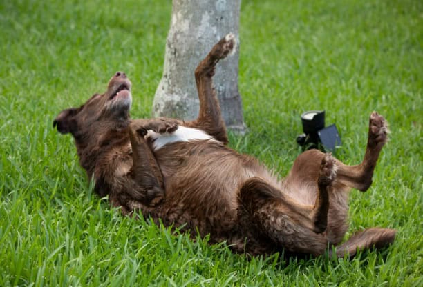 stinky dog playing on the ground