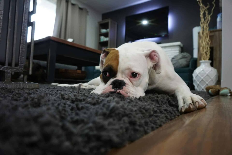 white and tan english bulldog lying on black carpet