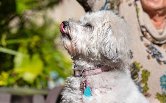 white dog with collar licking with its eyes closed