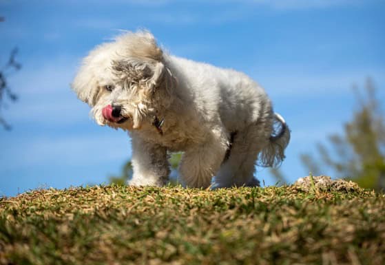 white furry dog licking on a field