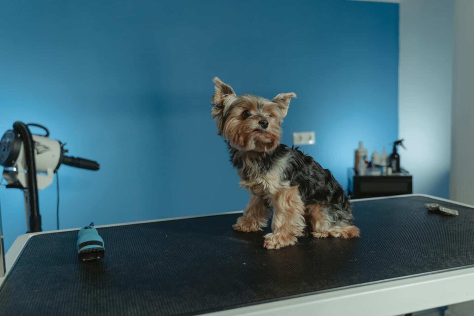 A Dog Sitting on the Table