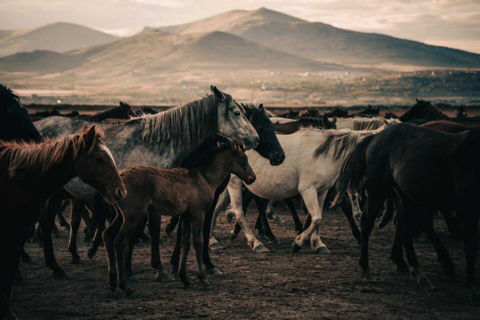 A White and Brown Horse on Grass Field