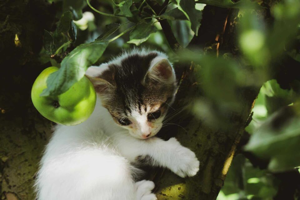 Adorable Kitten on Tree