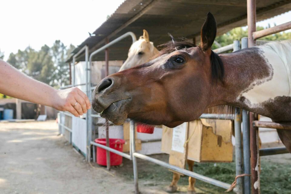 Brown Horse in a Cage