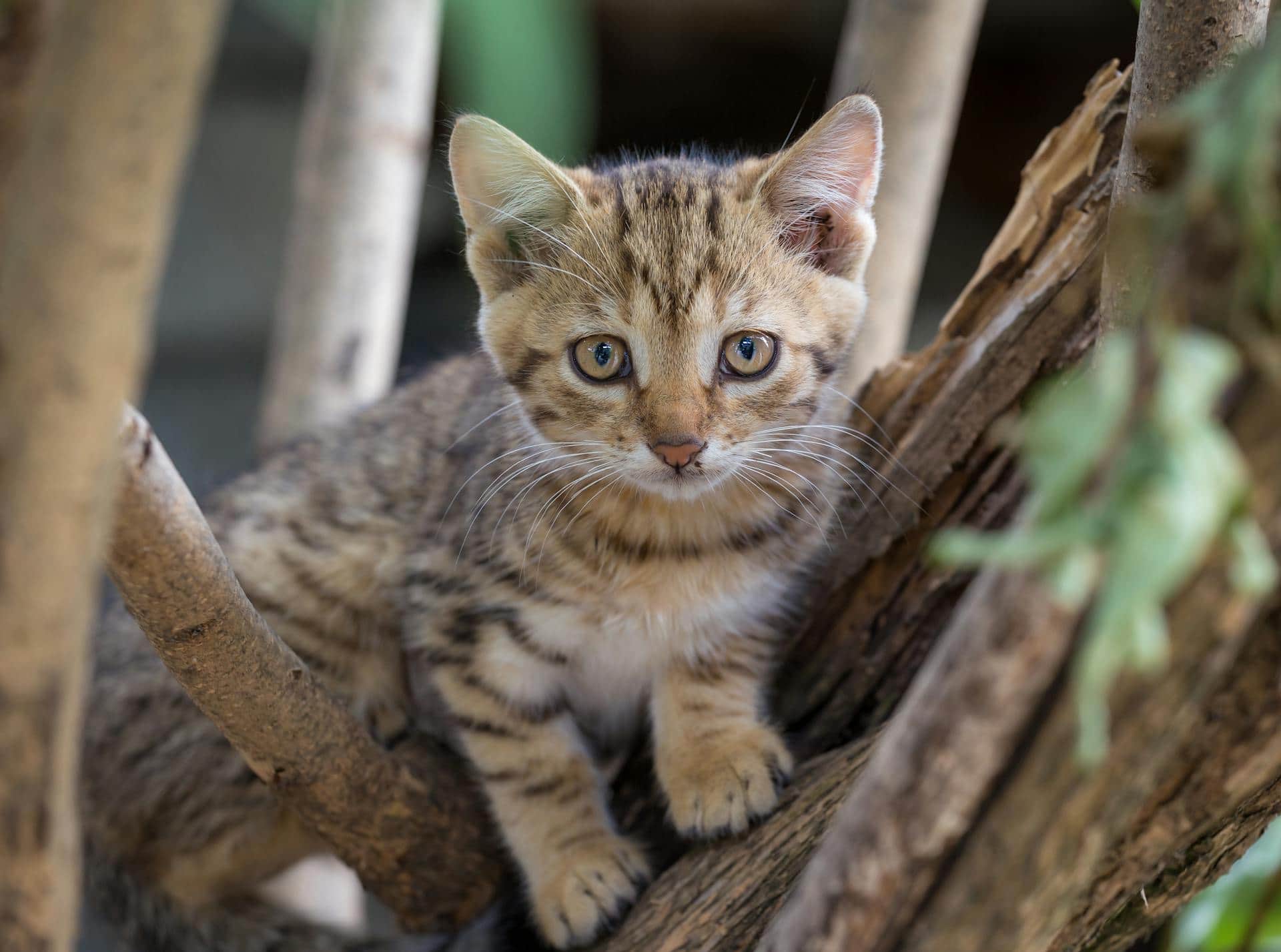 Brown Tabby Kitten on Tree Branch