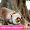 Gou Gou Pets Oil diffuser bundle calming therapy with cat image.