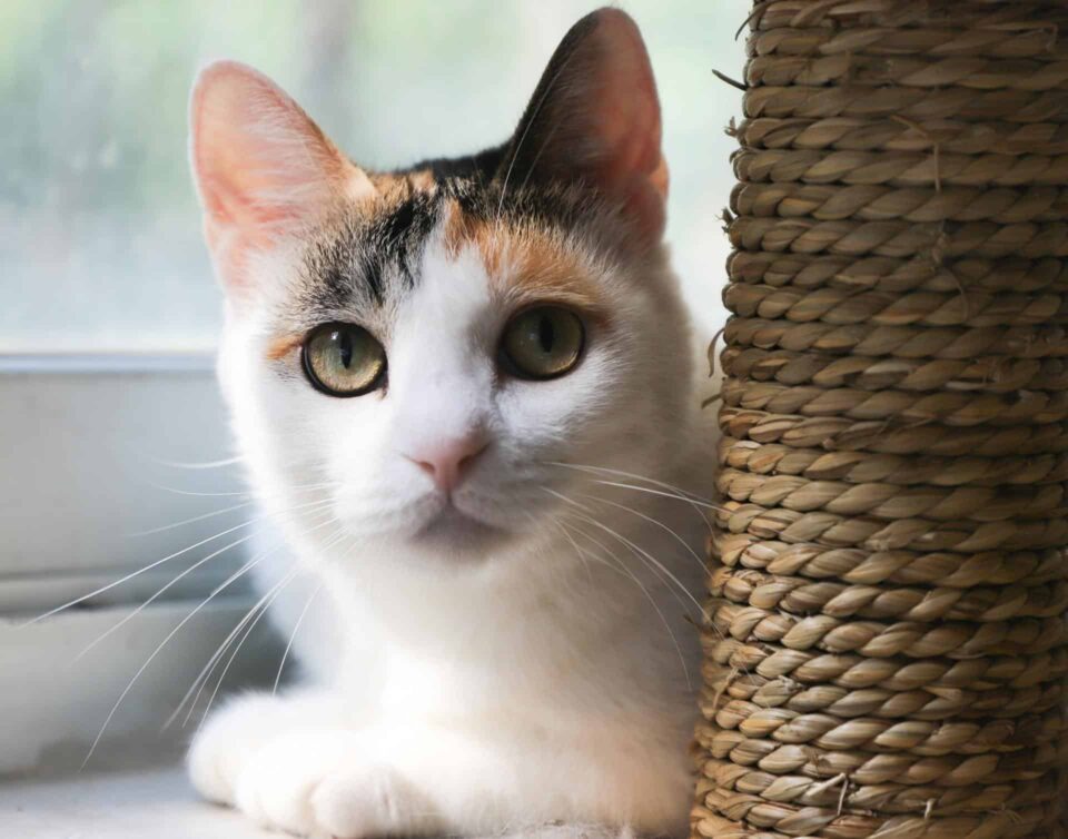 Calico Cat