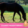 Calming aromatherapy text with horse for essential oil diffuser.