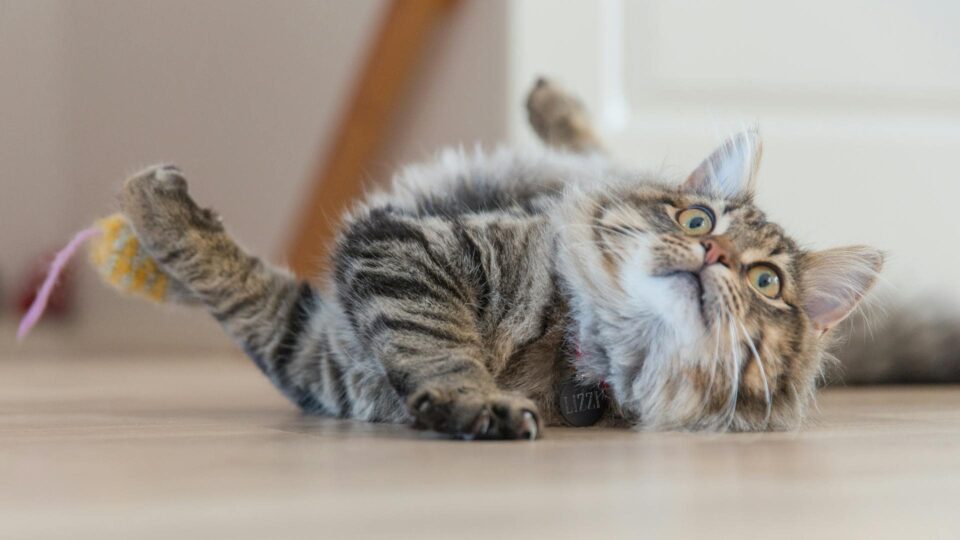 Close-up Photo of Furry Cat lying on the Floor