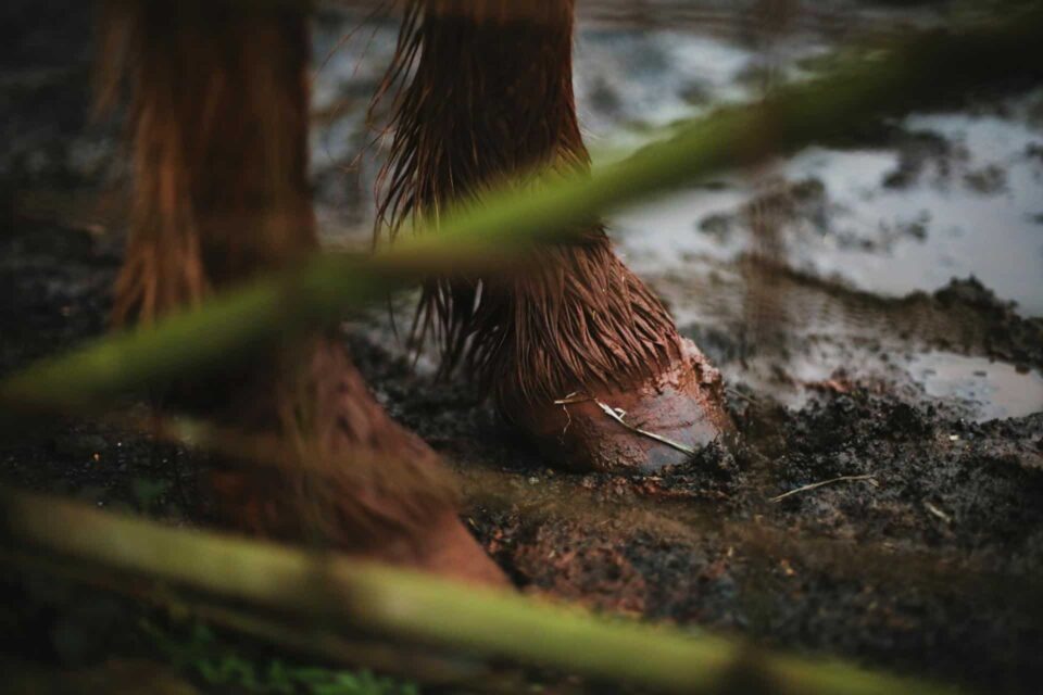 Close-up of Wet Horse Hoof