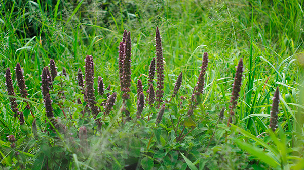 Schizonepeta, Japanese Catnip