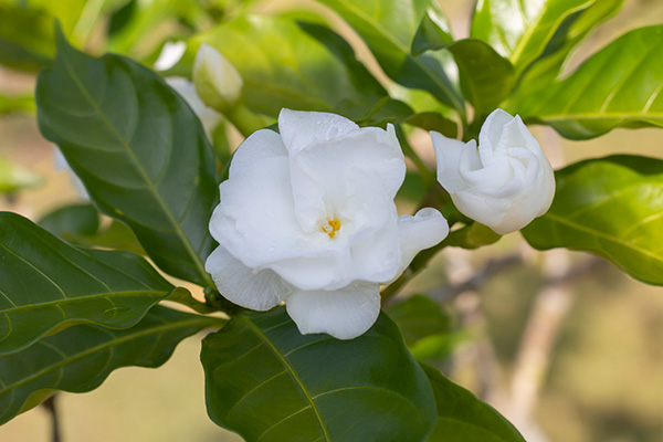  Gardenia Jasminoides