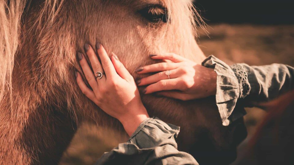 Crop woman caressing horse in pasture