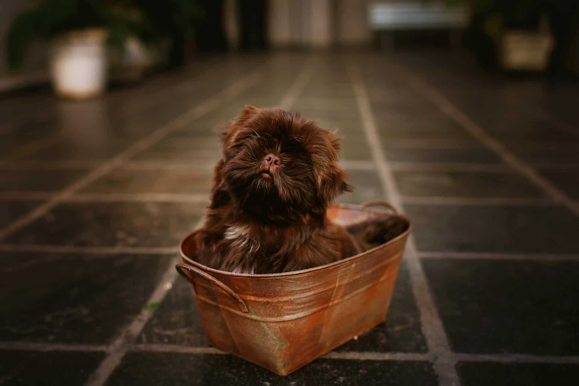 Cute puppy resting in old metal bath