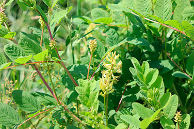 Astragalus Root