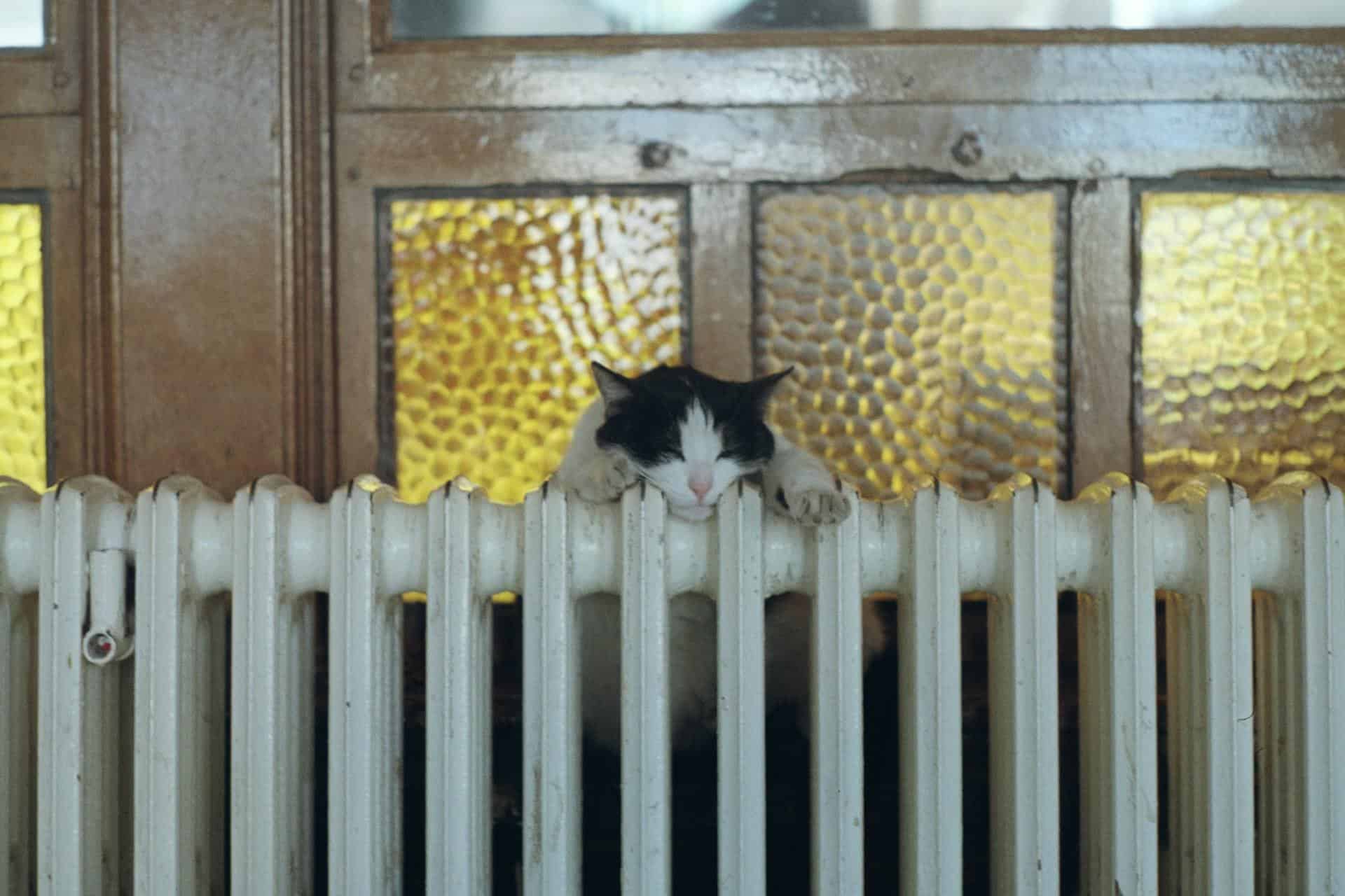 Little Cat on a Heater