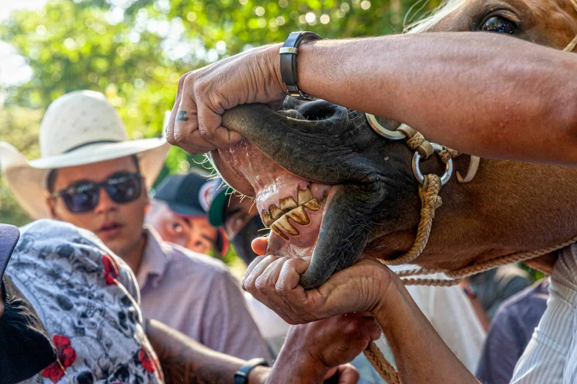 Man Hands Showing Horse Teeth