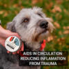 Paw ointment for Dogs reduces inflamation trauma