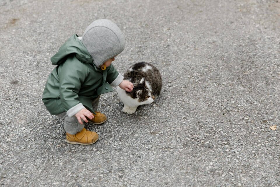 Person in Gray Hoodie Holding White and Black Cat