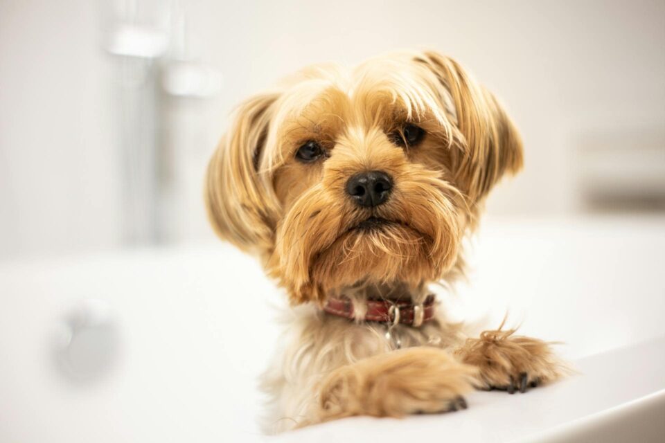 Yorkshire Terrier in Bath