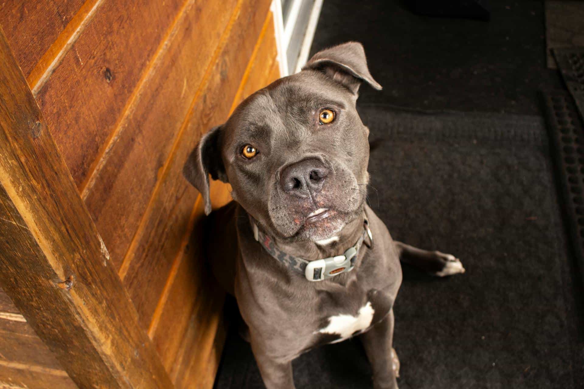 adorable pitbull sitting indoors in british columbia