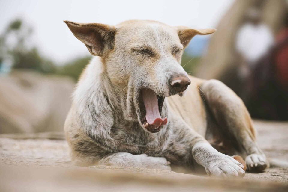 brown dog yawning