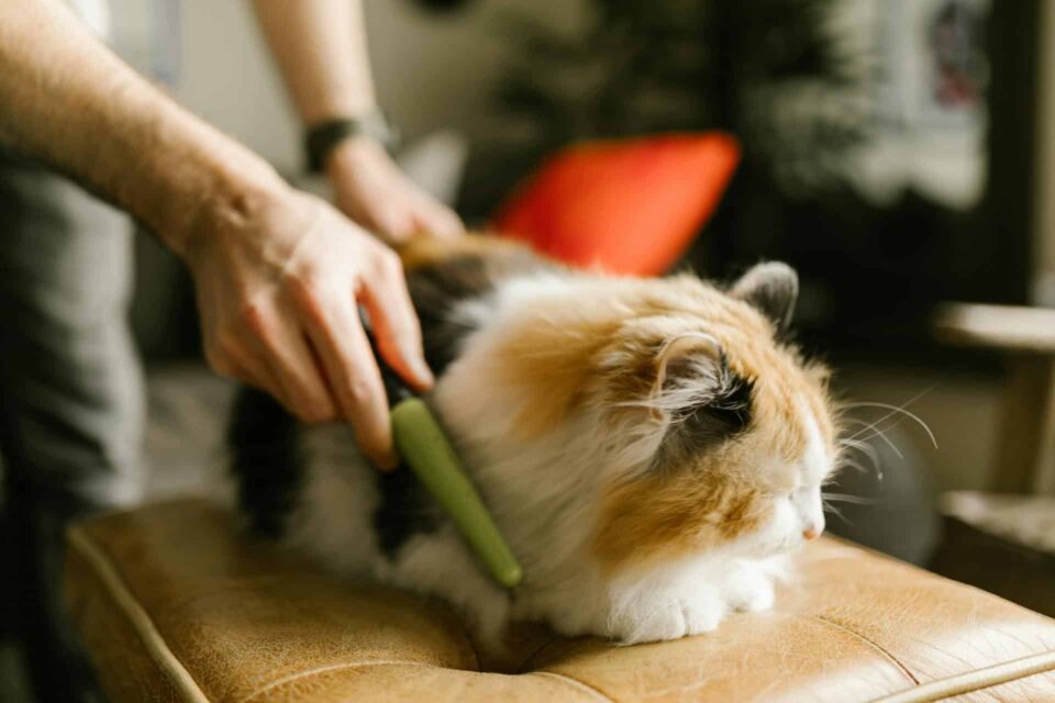 cat being groomed