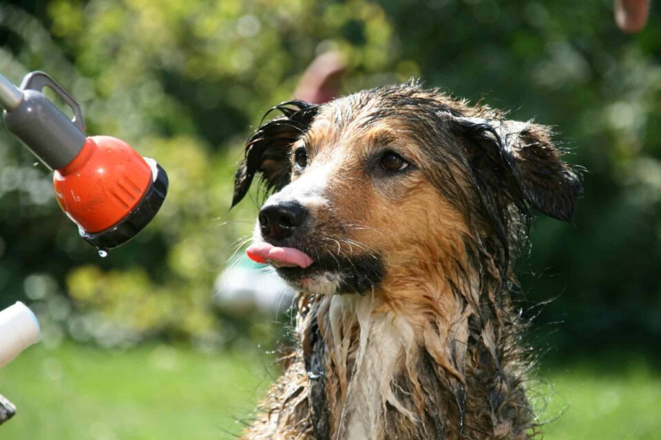 close up of wet dog