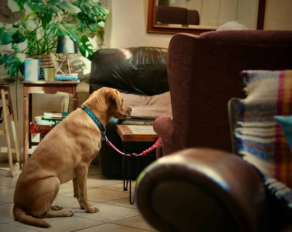 cozy living room with a dog sitting in chair