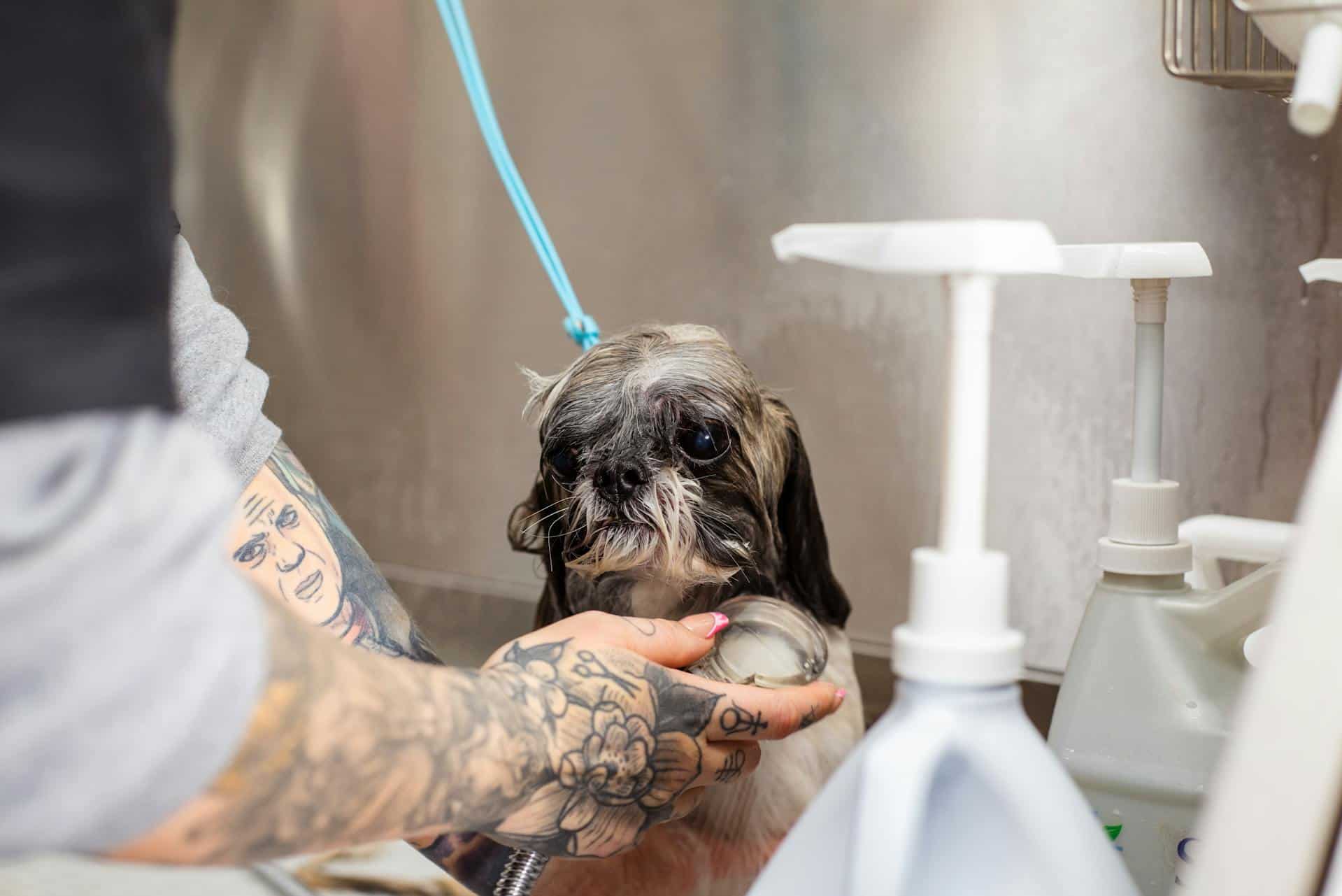 dog in bath