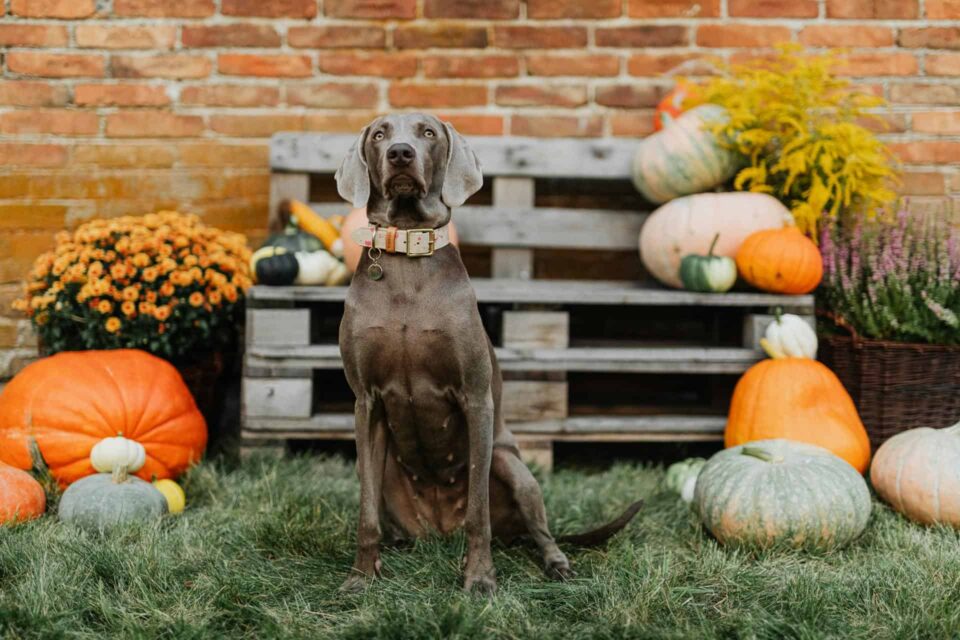 dog sitting among pumpkins and flowers