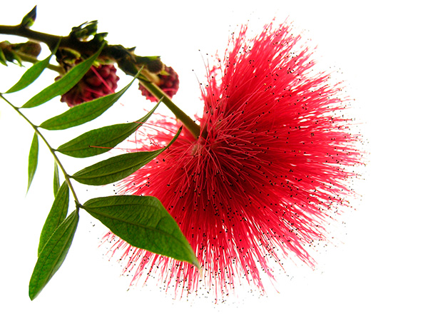 Mimosa Flower Albizziae Julibrissin