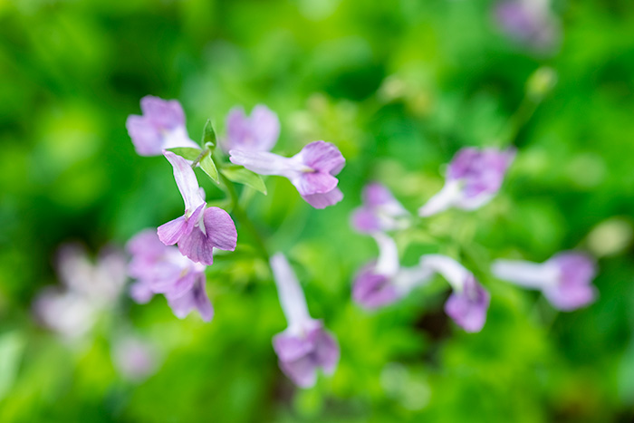 Corydalis Rhizome