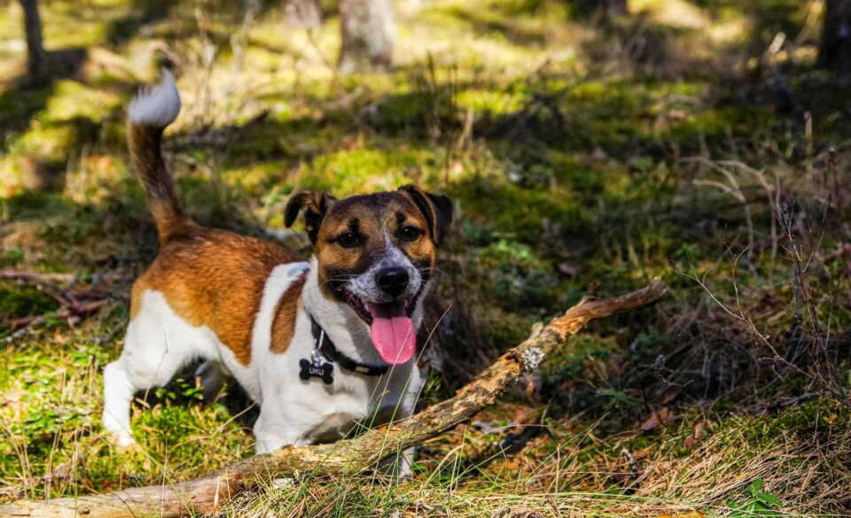  jack russell terrier jack russell terrier