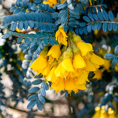 Sophora Root