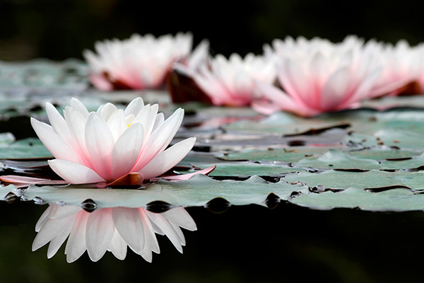 Lotus Seed