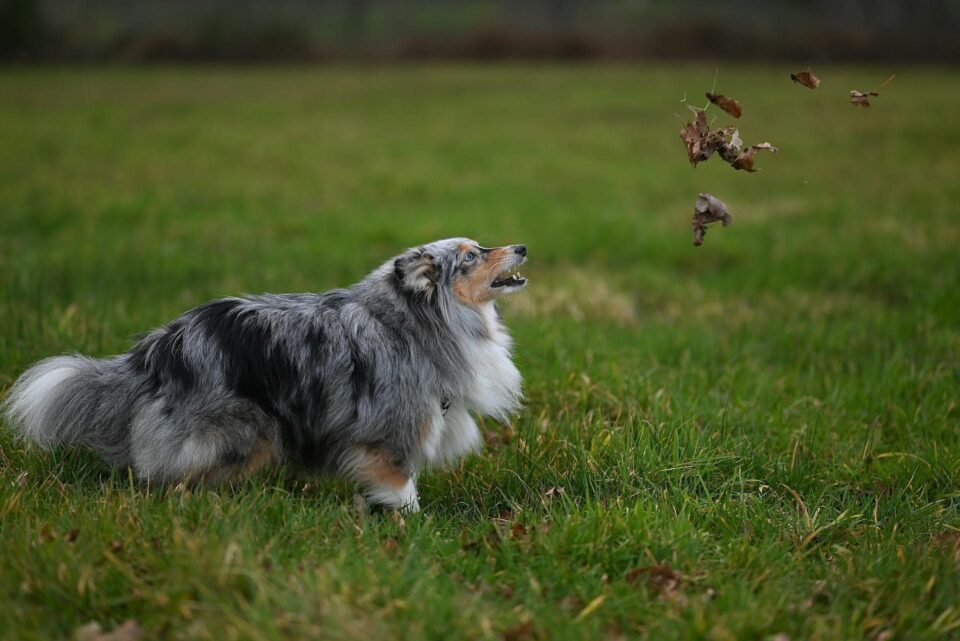  sheepdog in lush green field