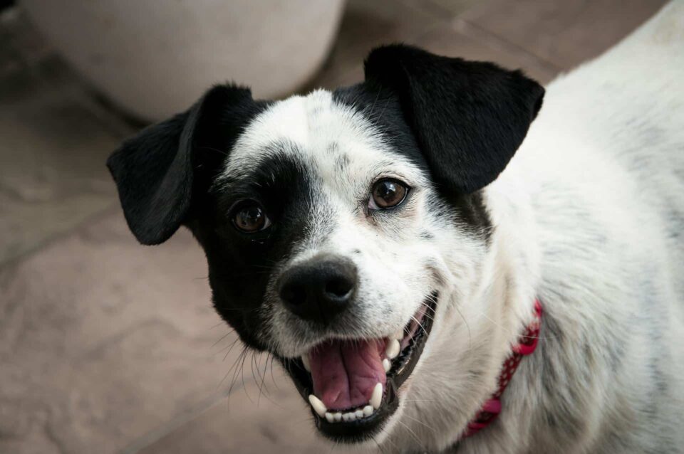 short coated white and black dog