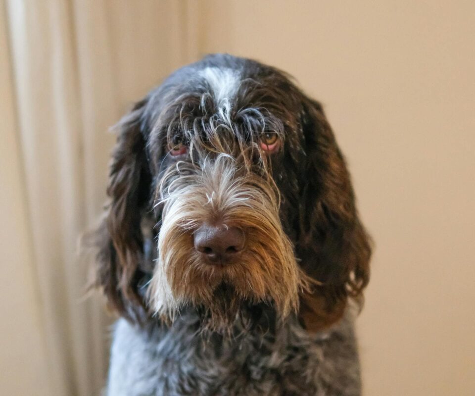 spinone italiano dog with curly fur 