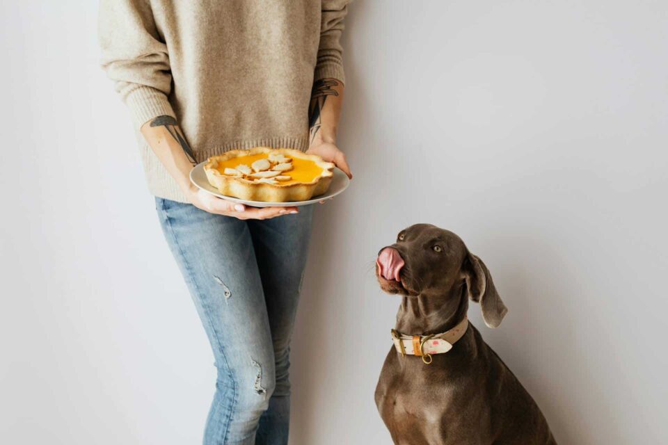 weimaraner dog sitting with tongue out