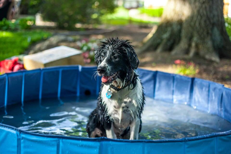 wet dog in a pool