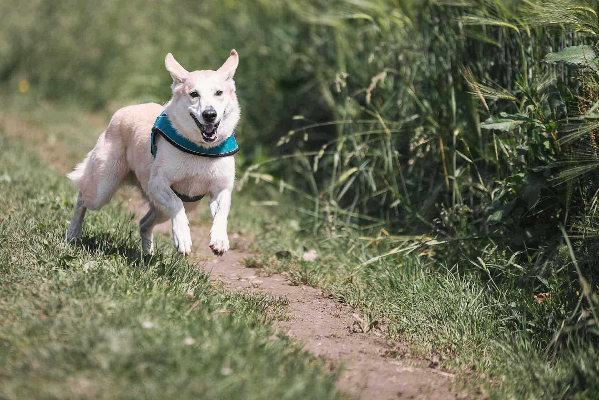 white dog with teal collar running outside