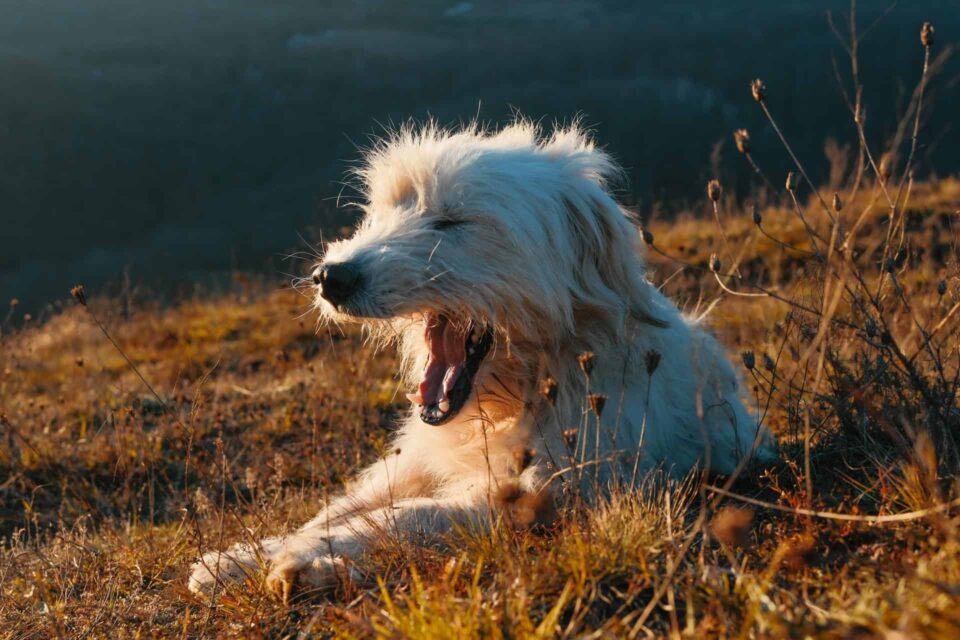 white long coated dog lying on brown grass