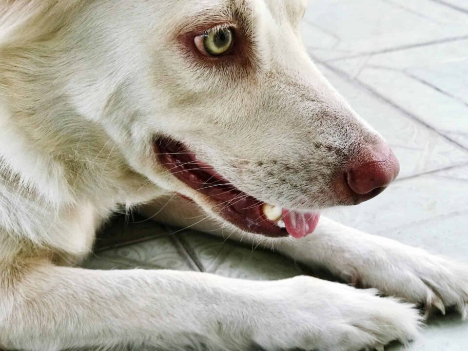 white short haired dog lying down on tiled floor