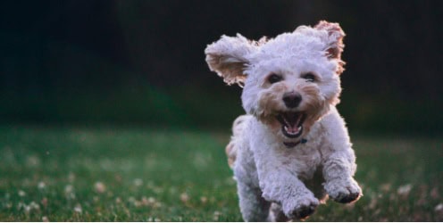 A white dog with a happy face.